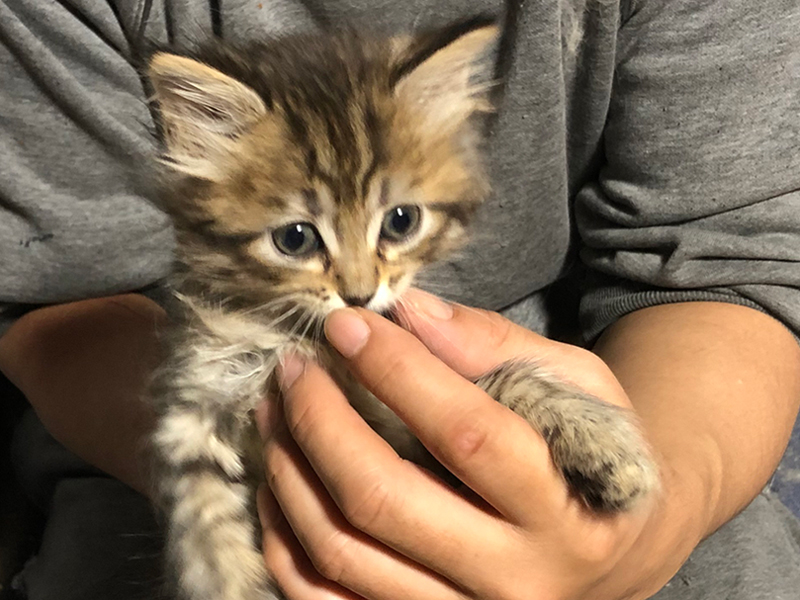 2020年2月29日生まれ　サイベリアンのこねこ　男の子