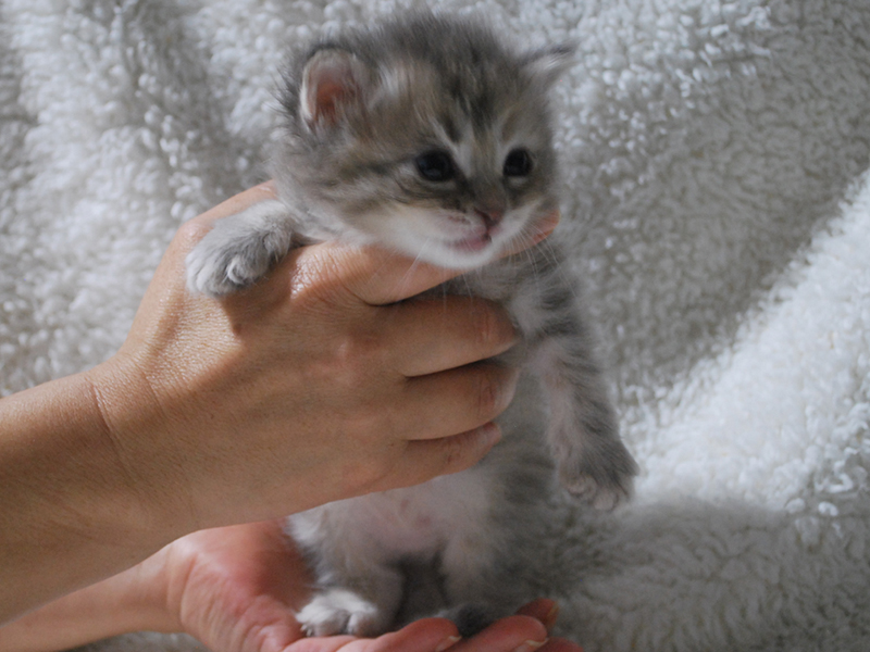 サイベリアンの子猫　2020年6月19日生まれの女の子02