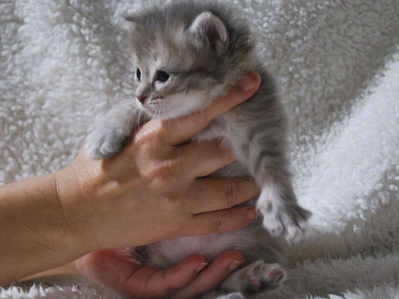 サイベリアンの子猫　2020年6月19日生まれの女の子02