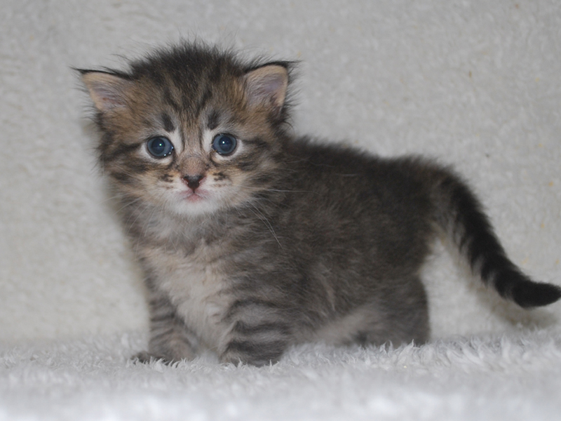 サイベリアンの子猫　2020年6月19日生まれの男の子01