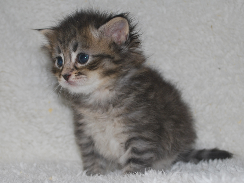 サイベリアンの子猫　2020年6月19日生まれの男の子01