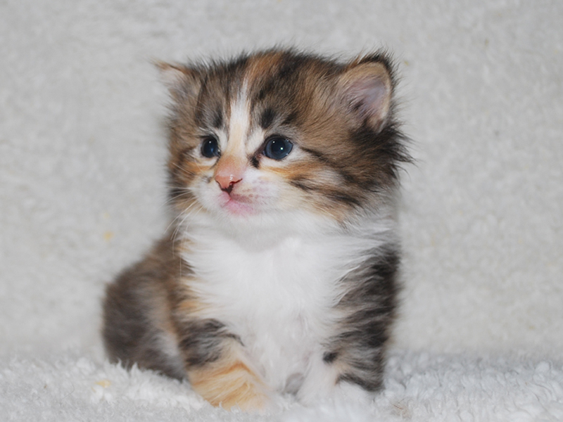 サイベリアンの子猫　2020年6月19日生まれの女の子01