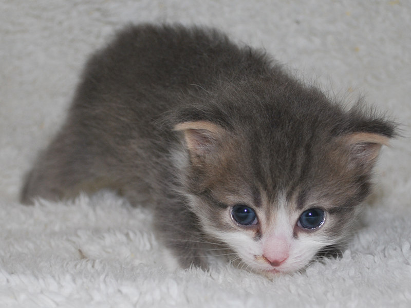 サイベリアンの子猫　2020年6月19日生まれの男の子02