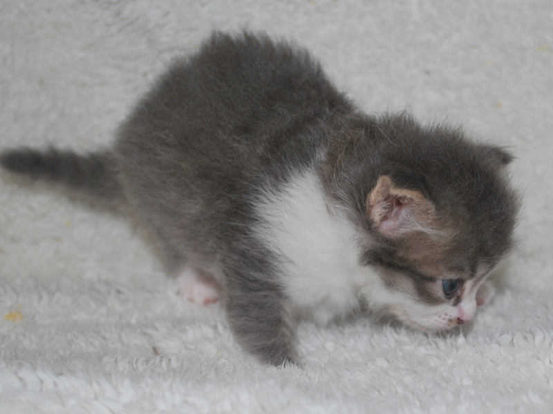 サイベリアンの子猫　2020年6月19日生まれの男の子02