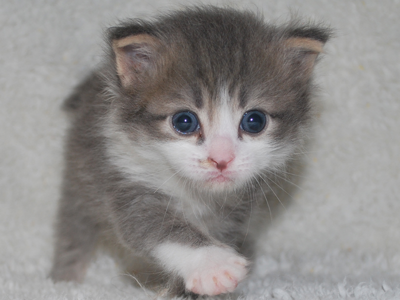 サイベリアンの子猫　2020年6月19日生まれの男の子02