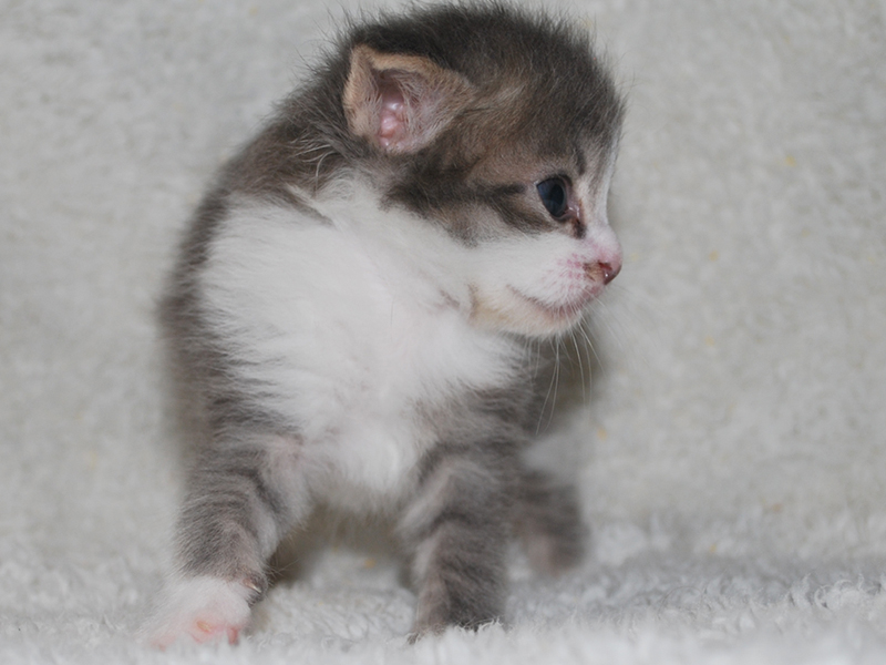 サイベリアンの子猫　2020年6月19日生まれの男の子02