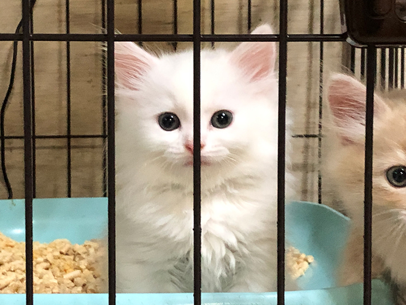 2021年7月29日生まれの子猫