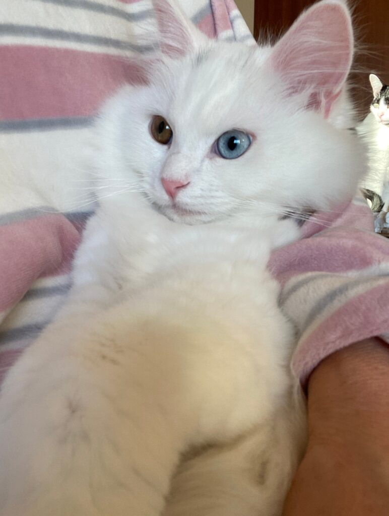 2021年7月29日産まれのサイベリアンの子猫